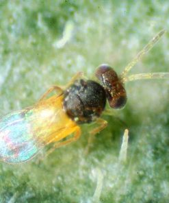 Encarsia formosa
